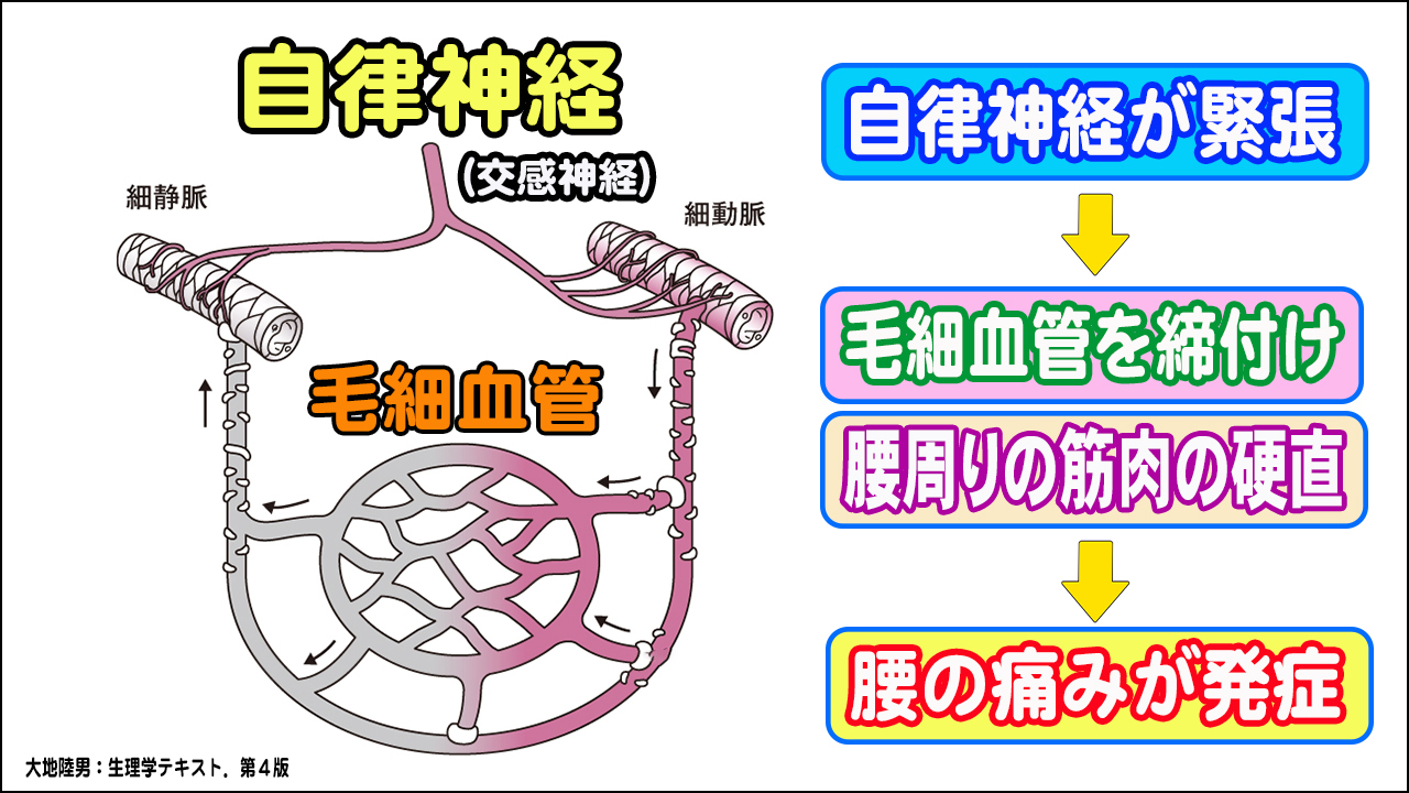 腰痛と自律神経